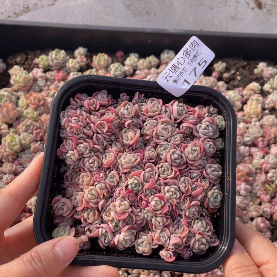 云糖多肉植物175