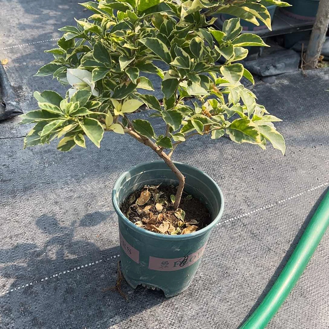 庆***庆完全开放银边白 4224