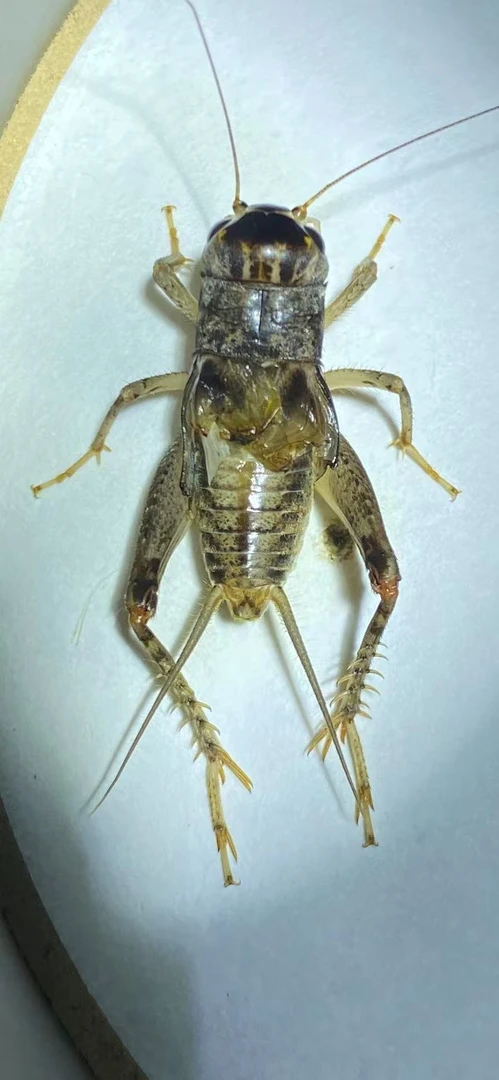 野放精品秋虫斗蟋