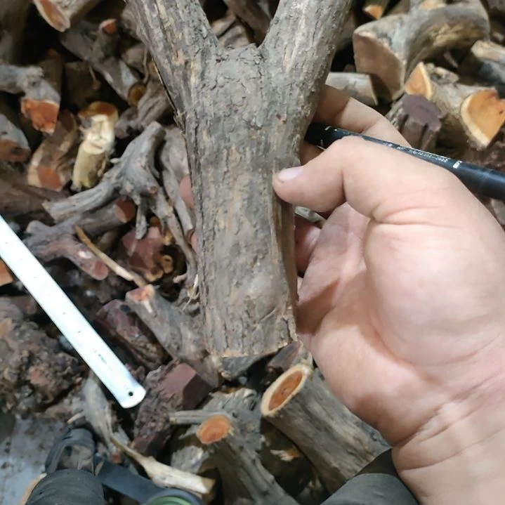 老***背大果紫檀（缅甸花梨）