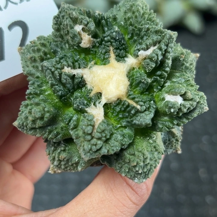 472 实生袖蒲 袖蒲无根