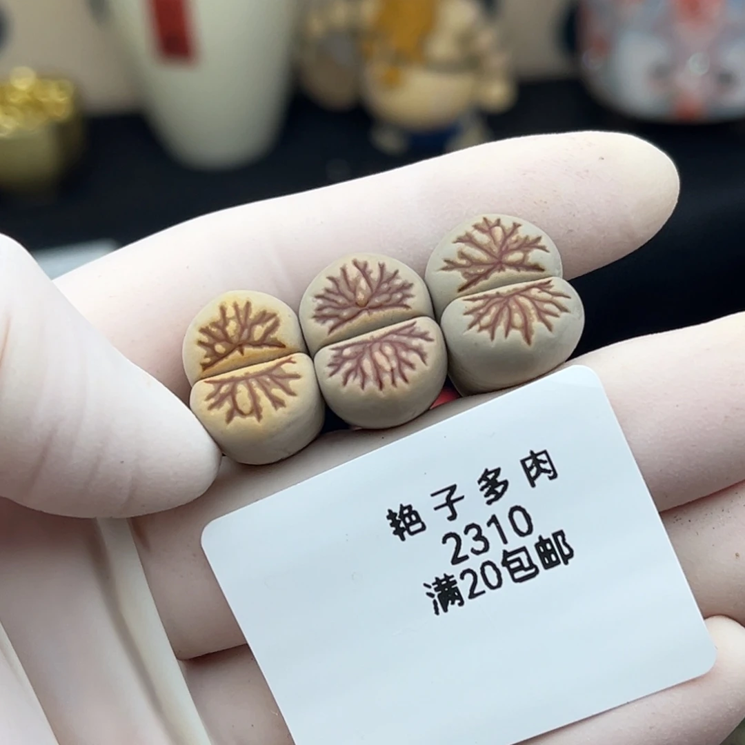 2310号三颗菊化石发货