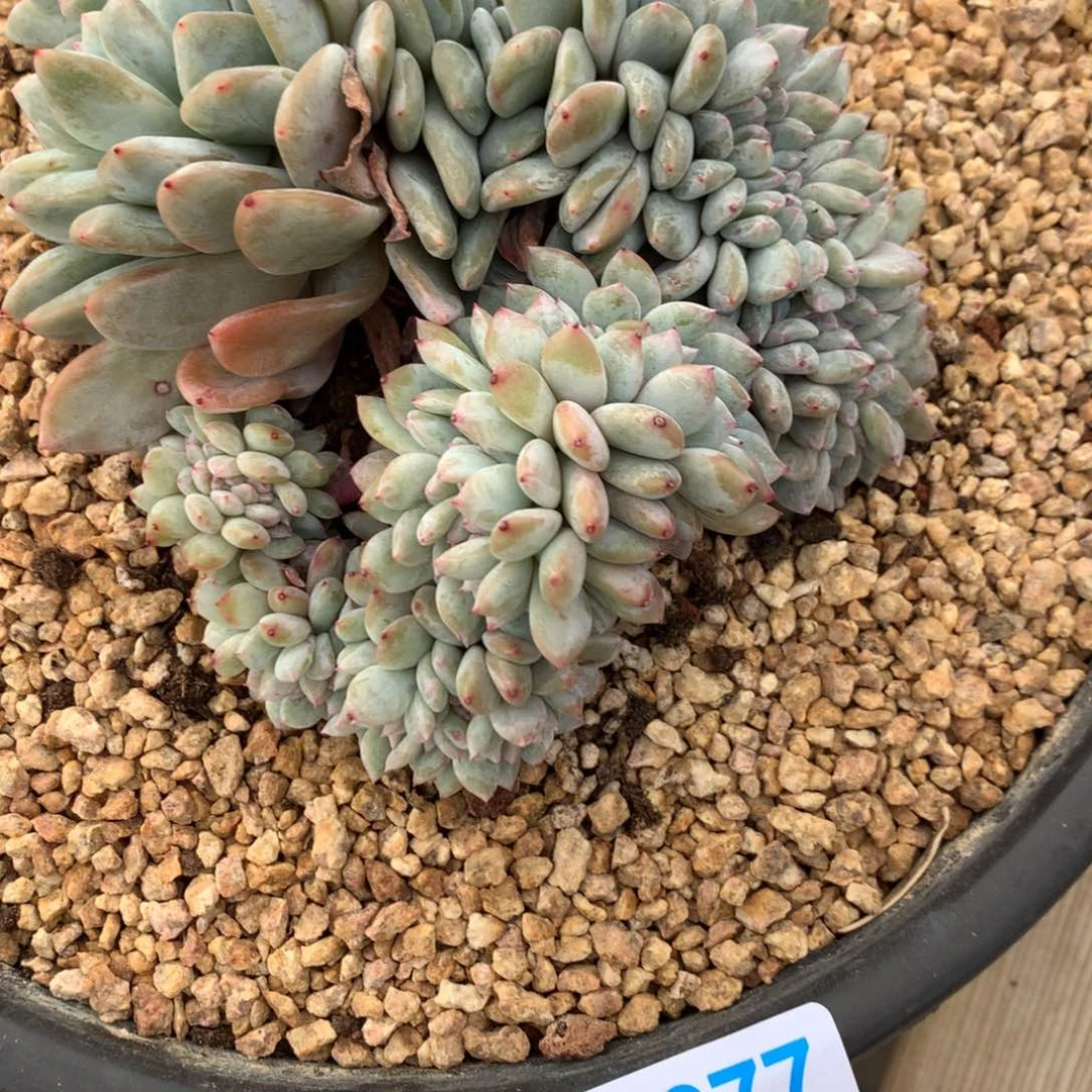 A877售后范围：签收起7天内，录开箱视频