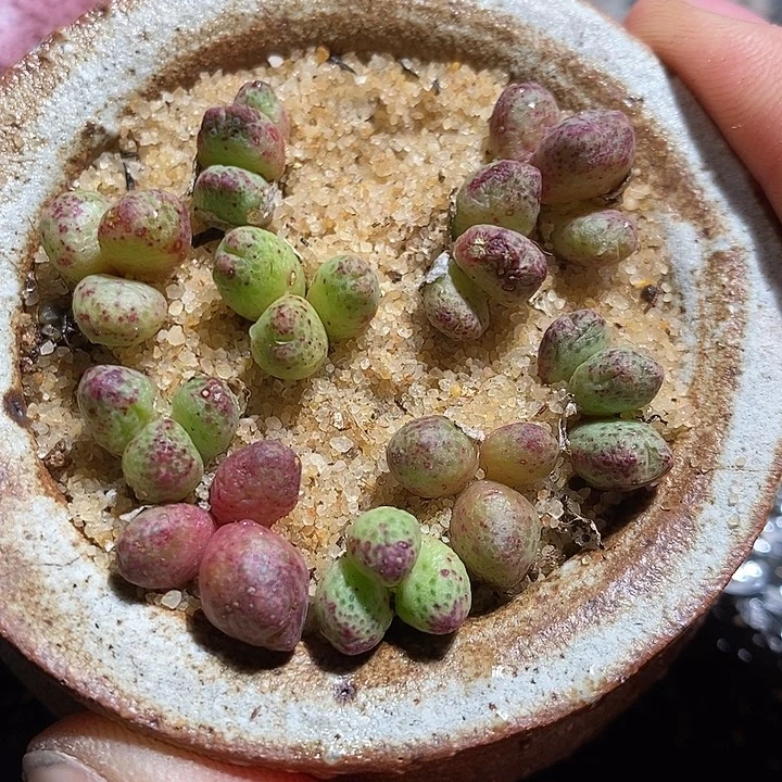 三头以上斑马一颗。