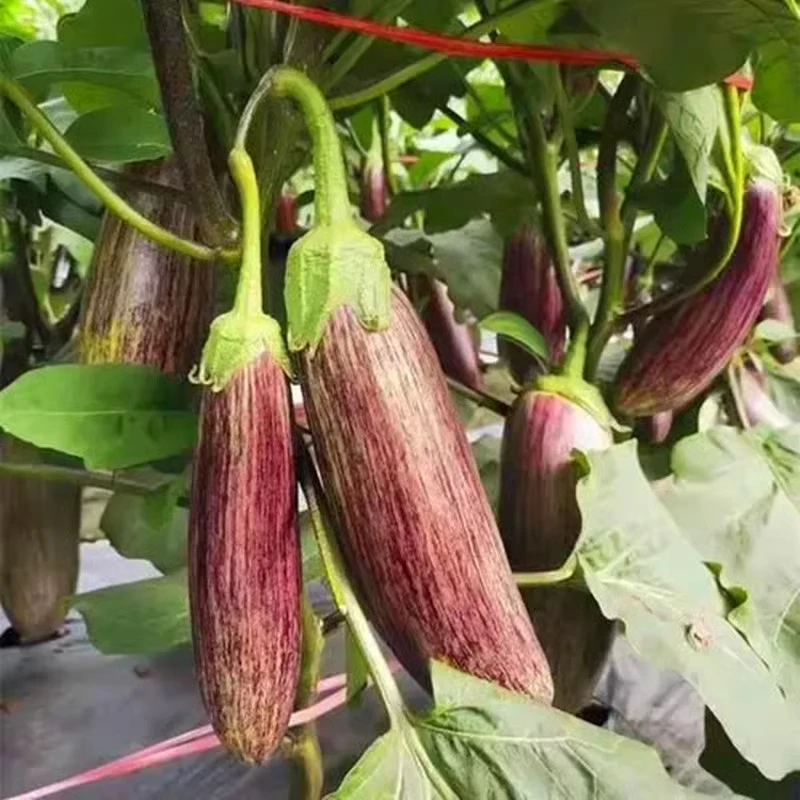 竹丝茄种子花茄种子秧苗正宗耐热茄种高产抗病春季蔬菜种孑