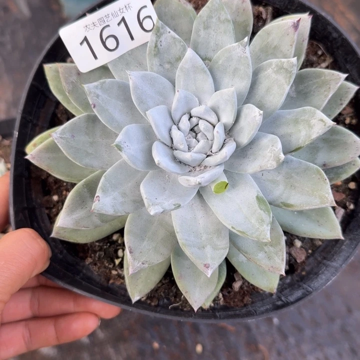 3代杂交仙女杯多肉福利