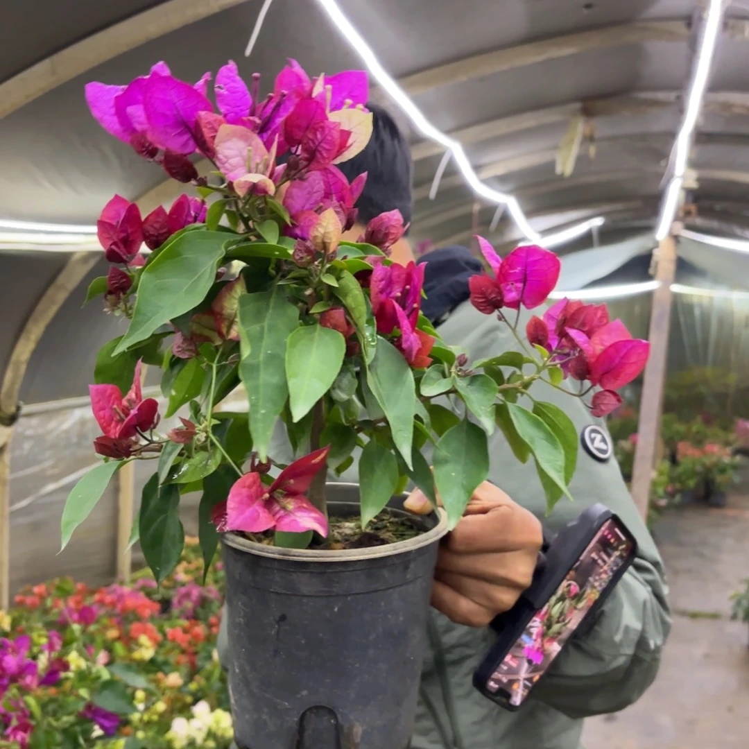 全部花苞（倾城）三角梅会落花落叶会光杆苗有大有小