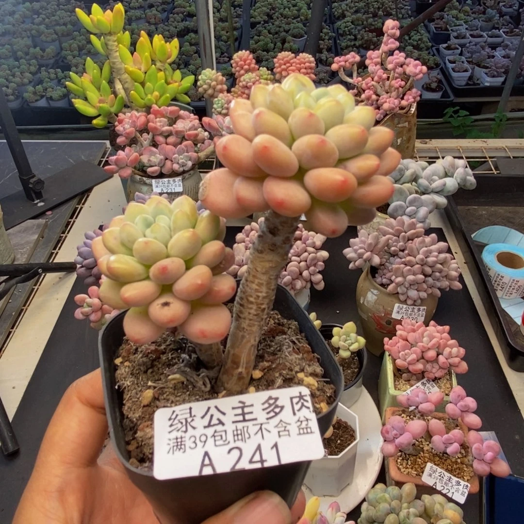 241鱼子酱多肉7cm