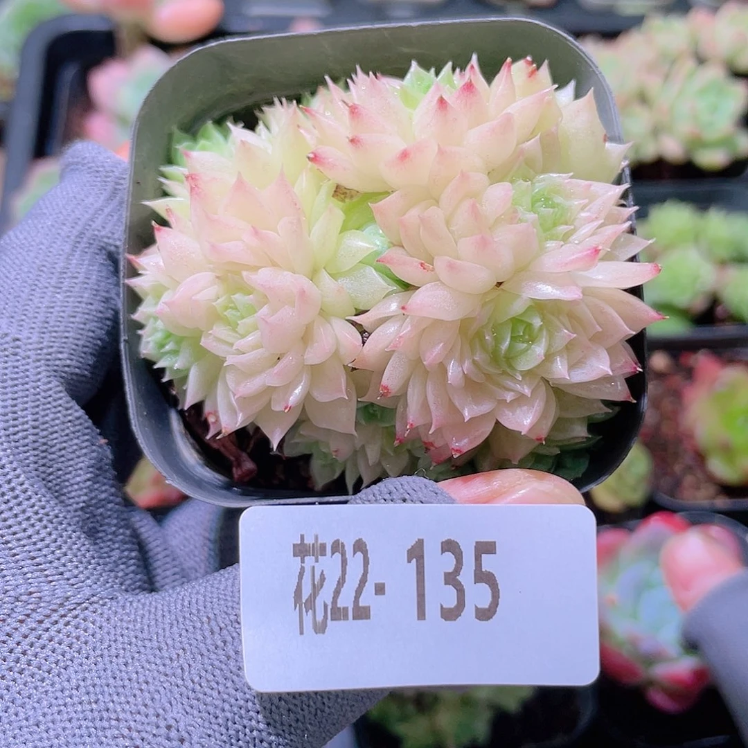 花利美22-135麦秆群