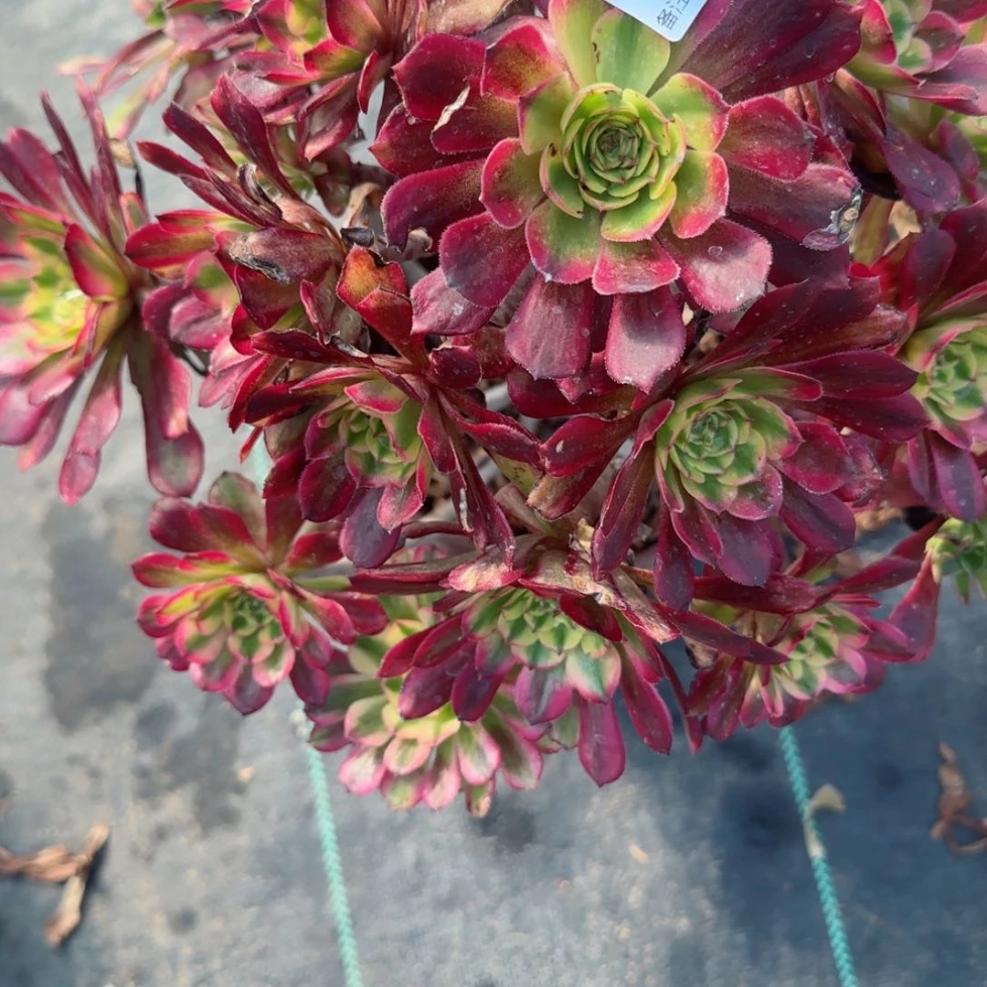 ?6773多肉多肉多肉