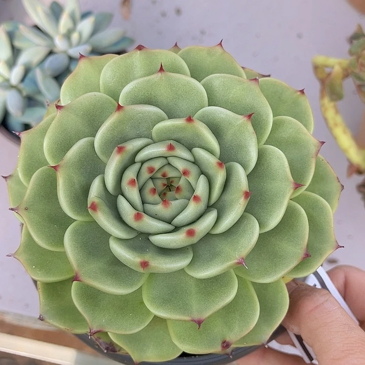 超级蓝龙0571多肉植物