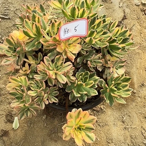 多肉植物甜茶163号