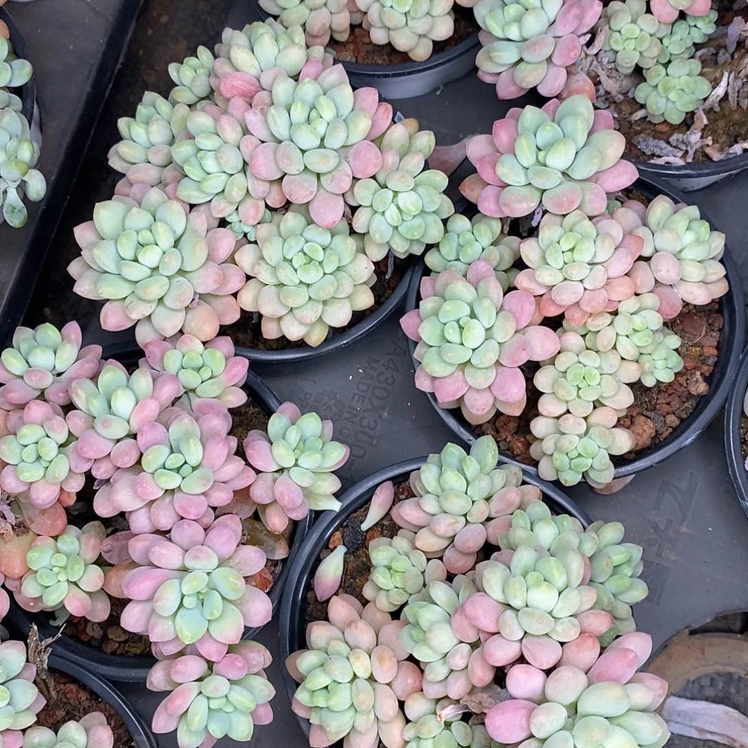 团。泡泡酱。福利多多