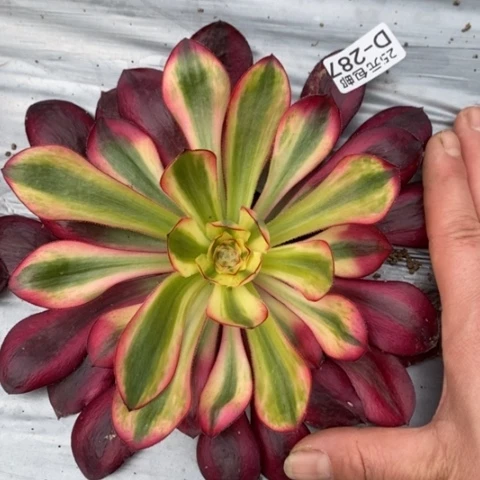 287五毒白锦满25包邮多肉