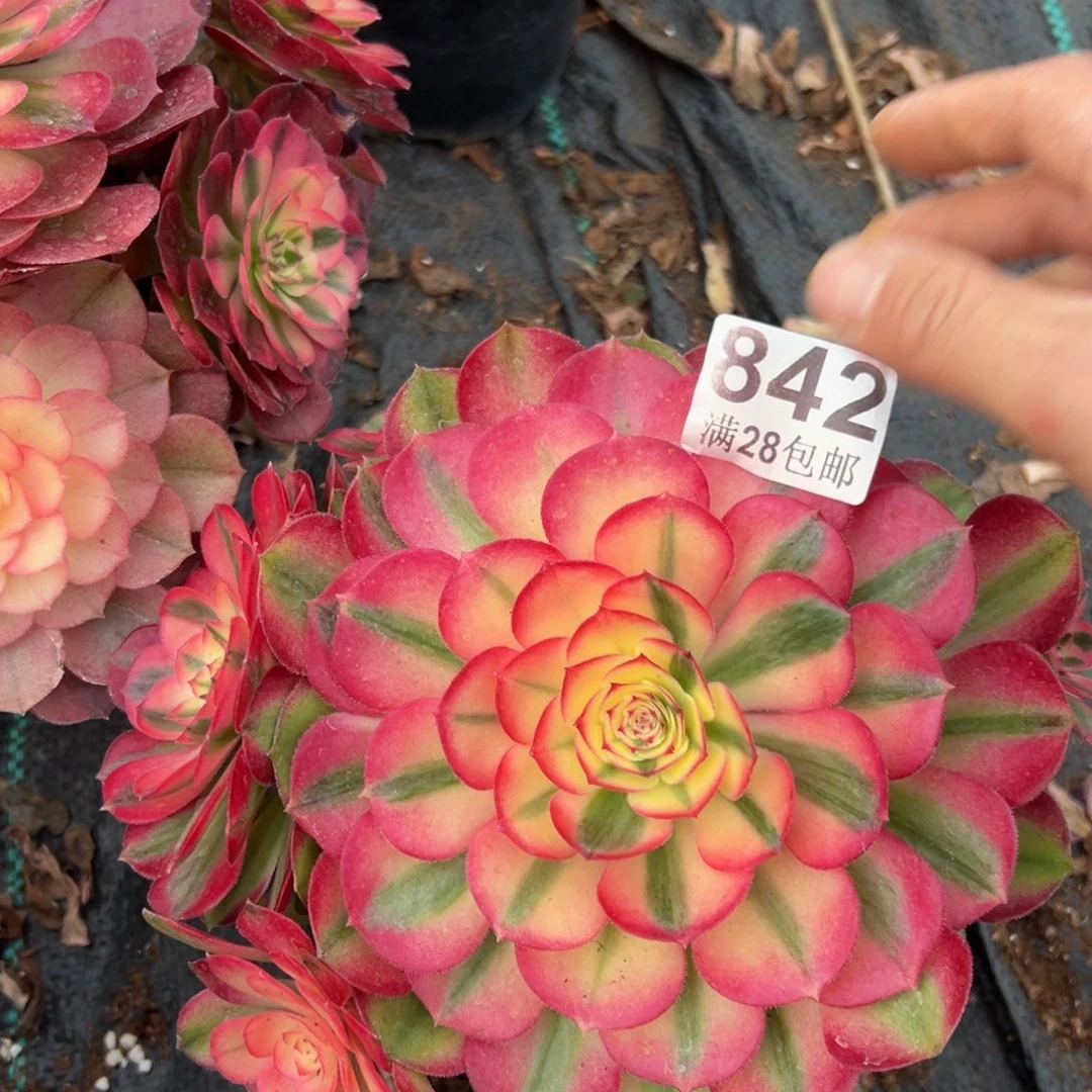 多肉植物842荔枝