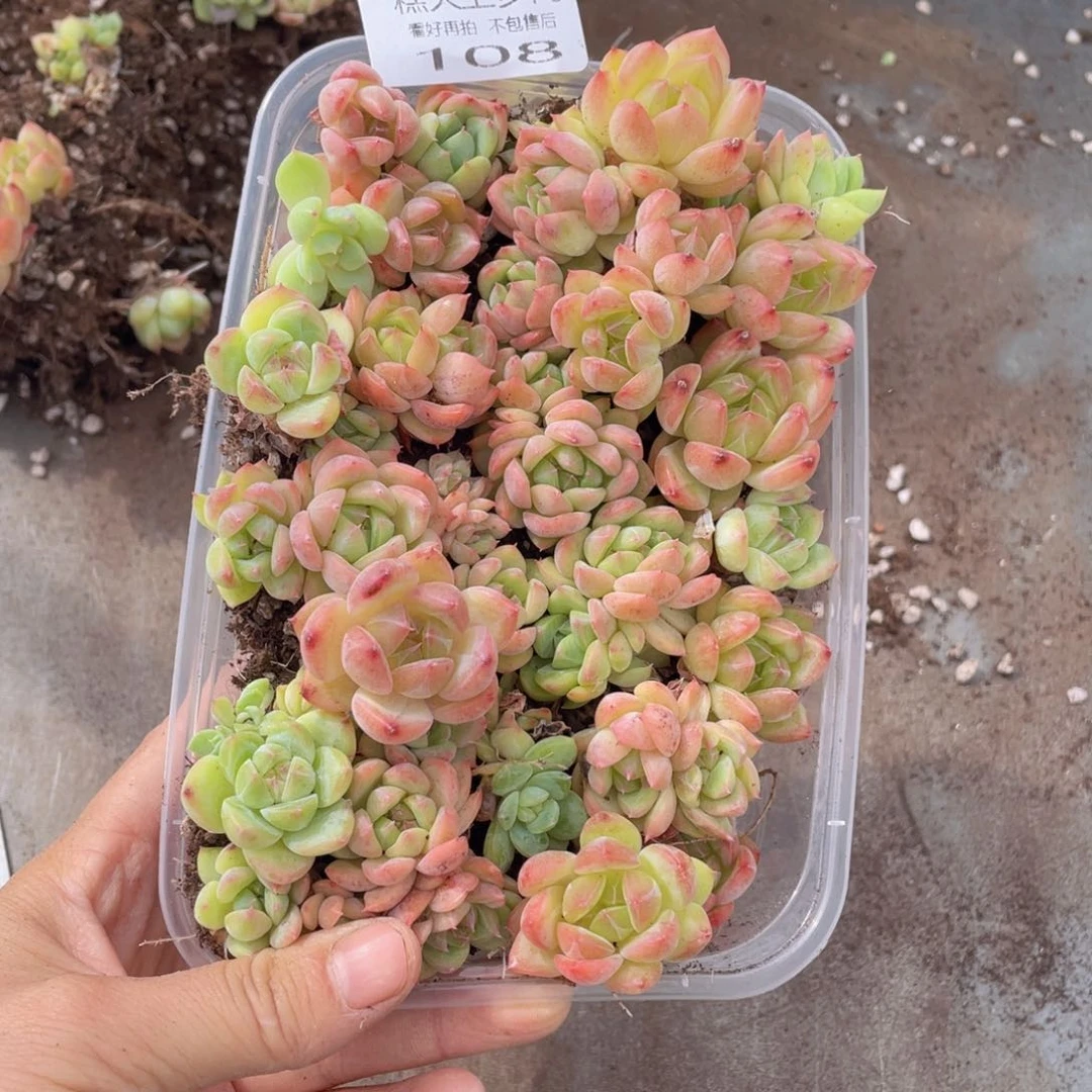 糕大上多肉植物108