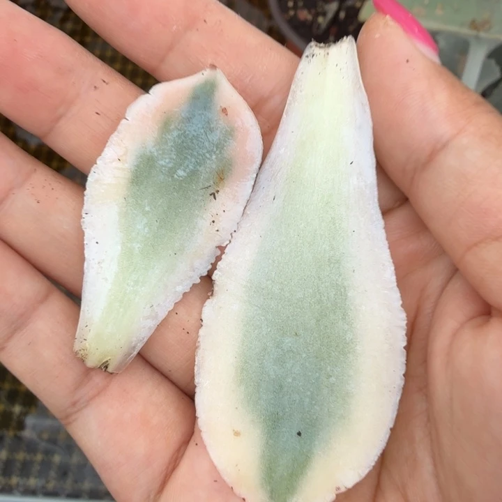 蓝丝绒锦一组叶片价格