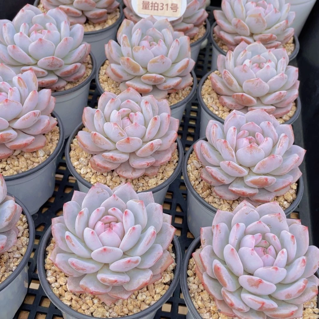 量拍31号 星星橙大单头一个