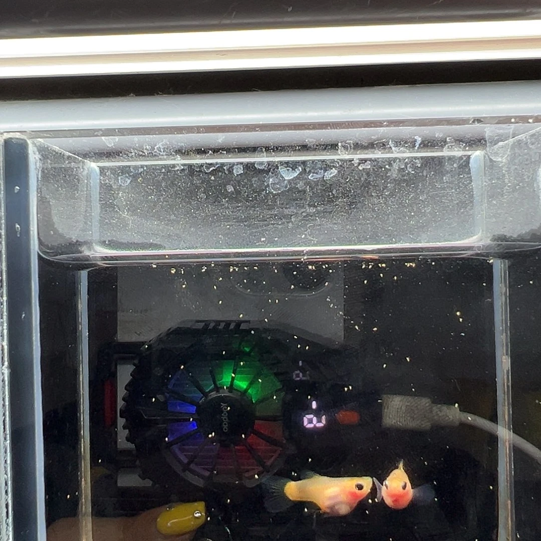 孔雀鱼幻彩粉猫一对（背鳍腰身黑）