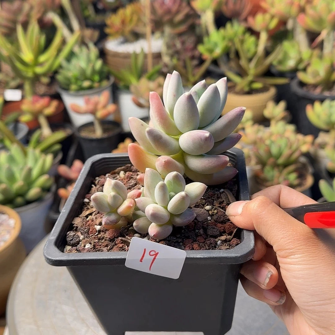 蝙***?19号 一物一拍