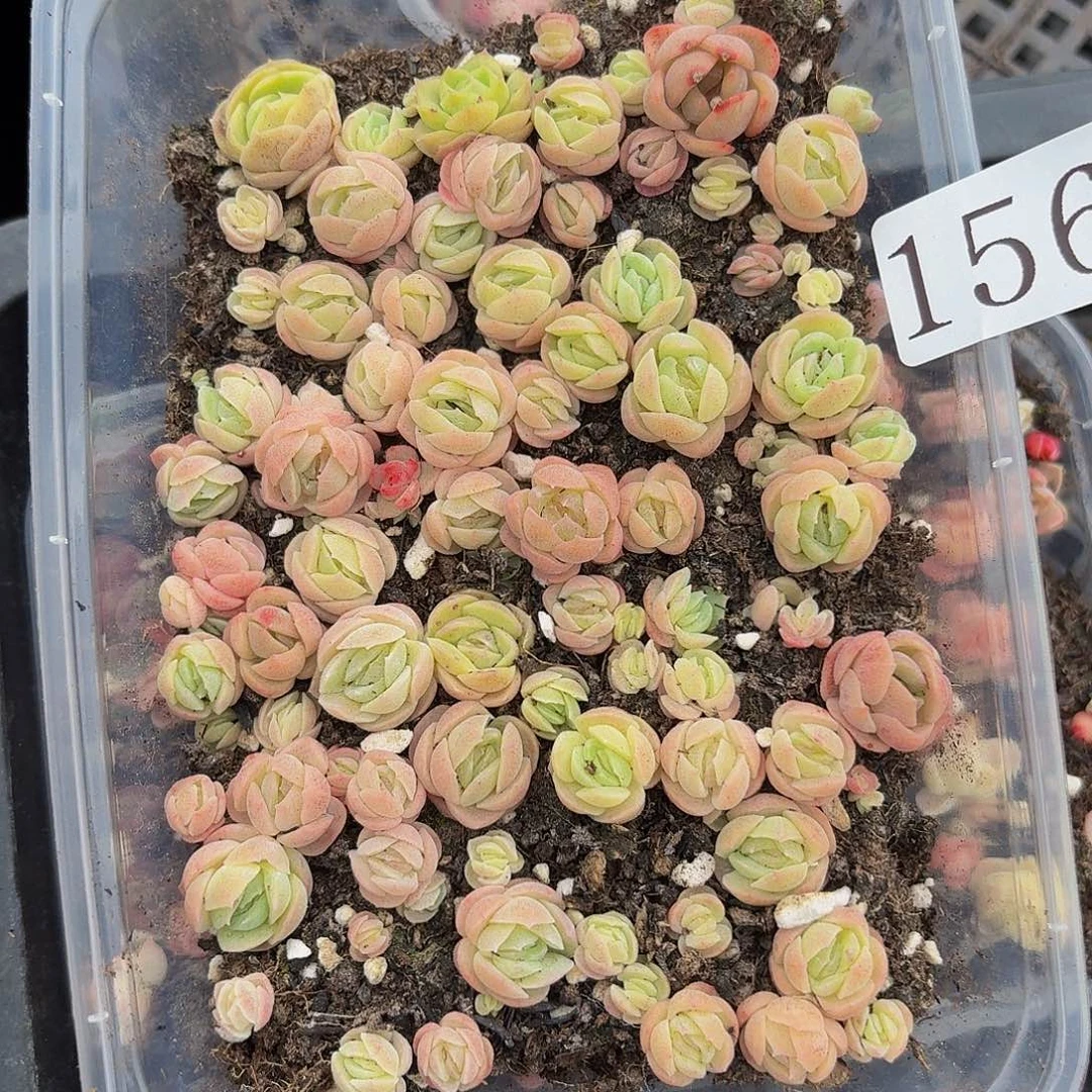 多肉植物多肉植物156