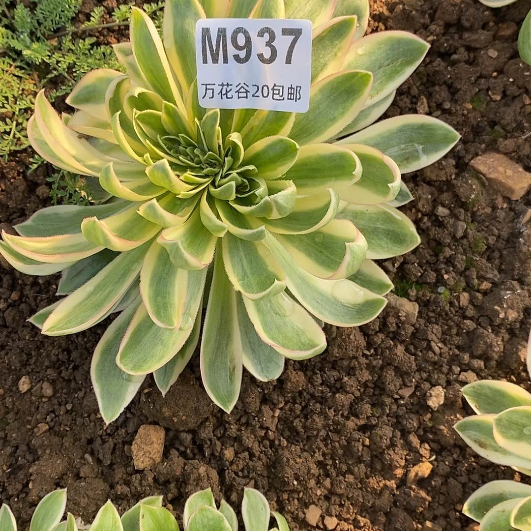 937青莲缀多肉植物