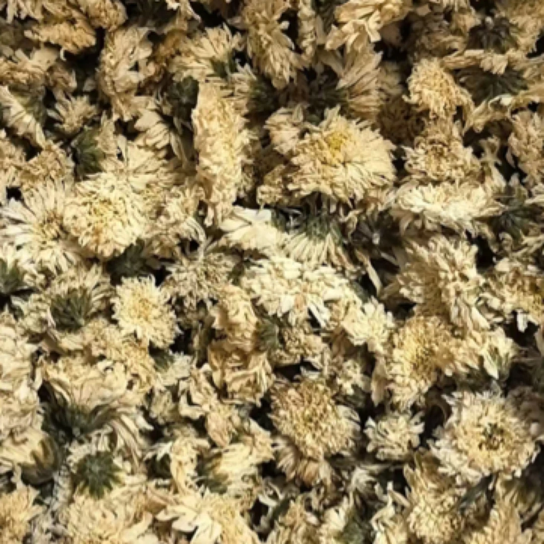 城口大巴山菊花