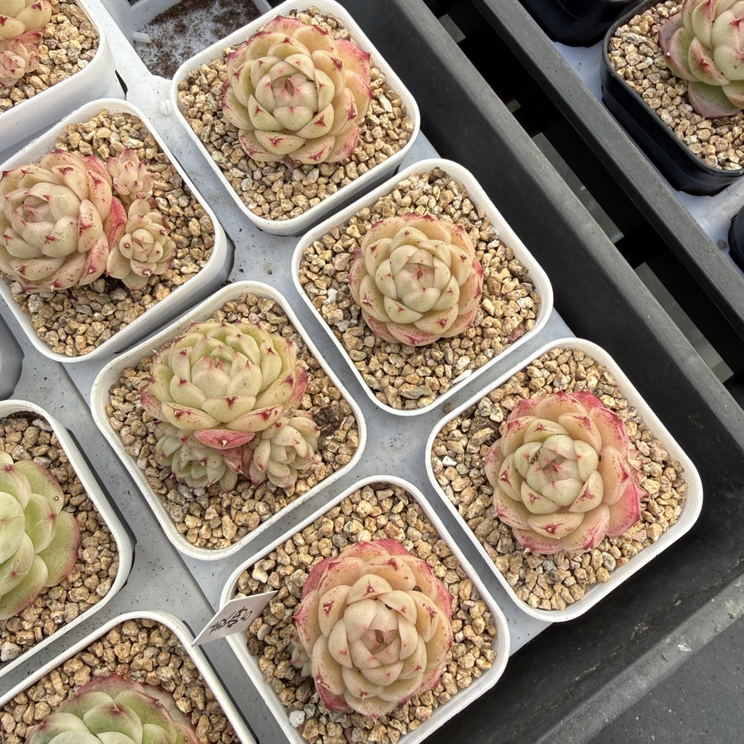 麦秆5号 多肉植物 盆口5.3厘米