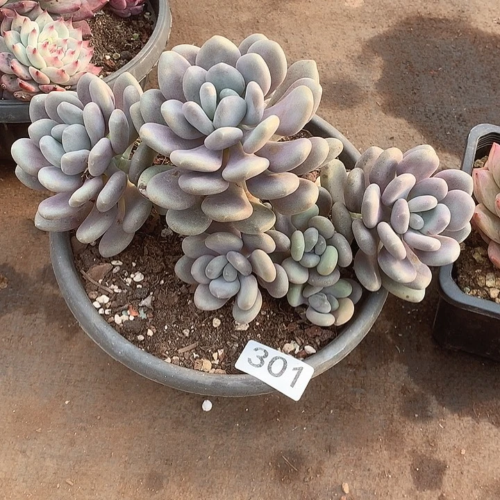 301月美人一物一拍多肉