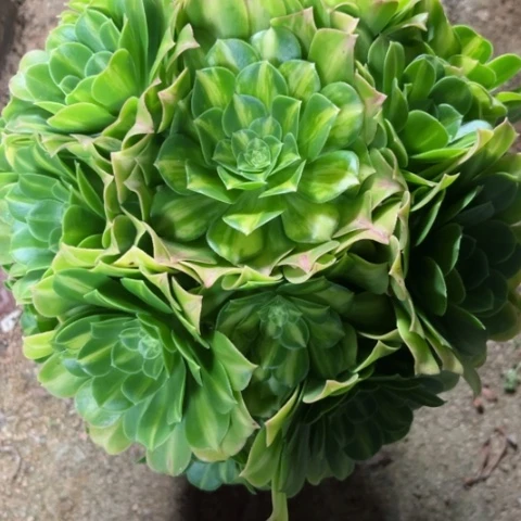 多肉植物翡翠琉璃