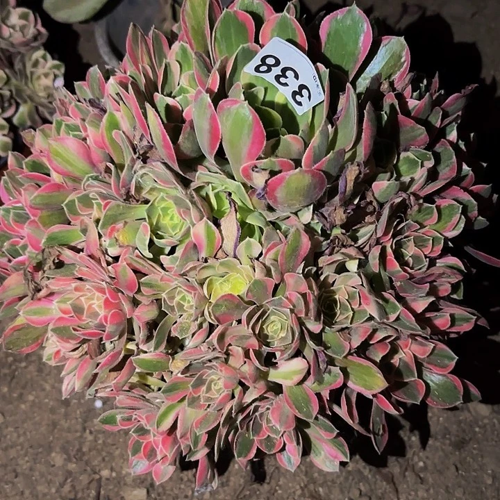 338红袖多肉植物不售后