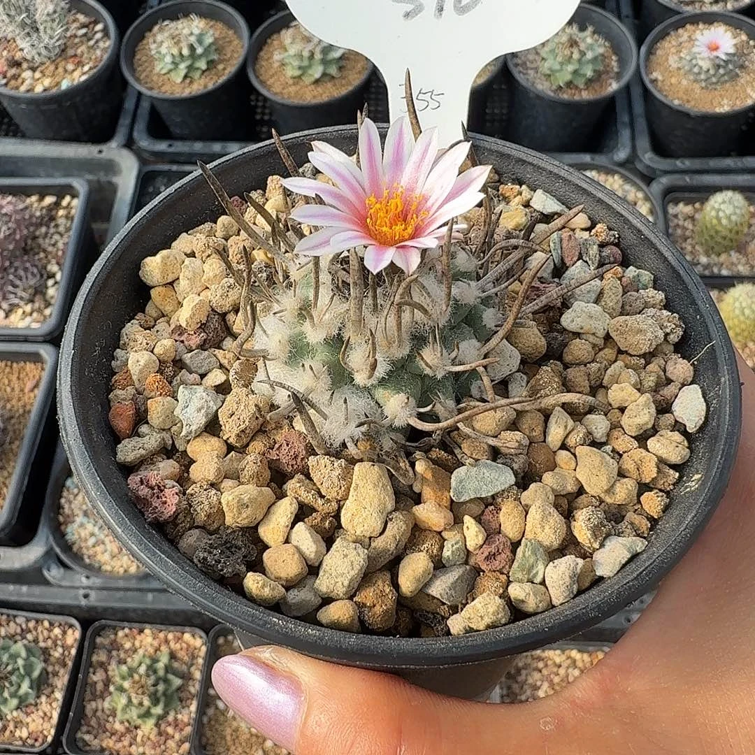 微***ᐝ510侧芽升龙一颗寄养