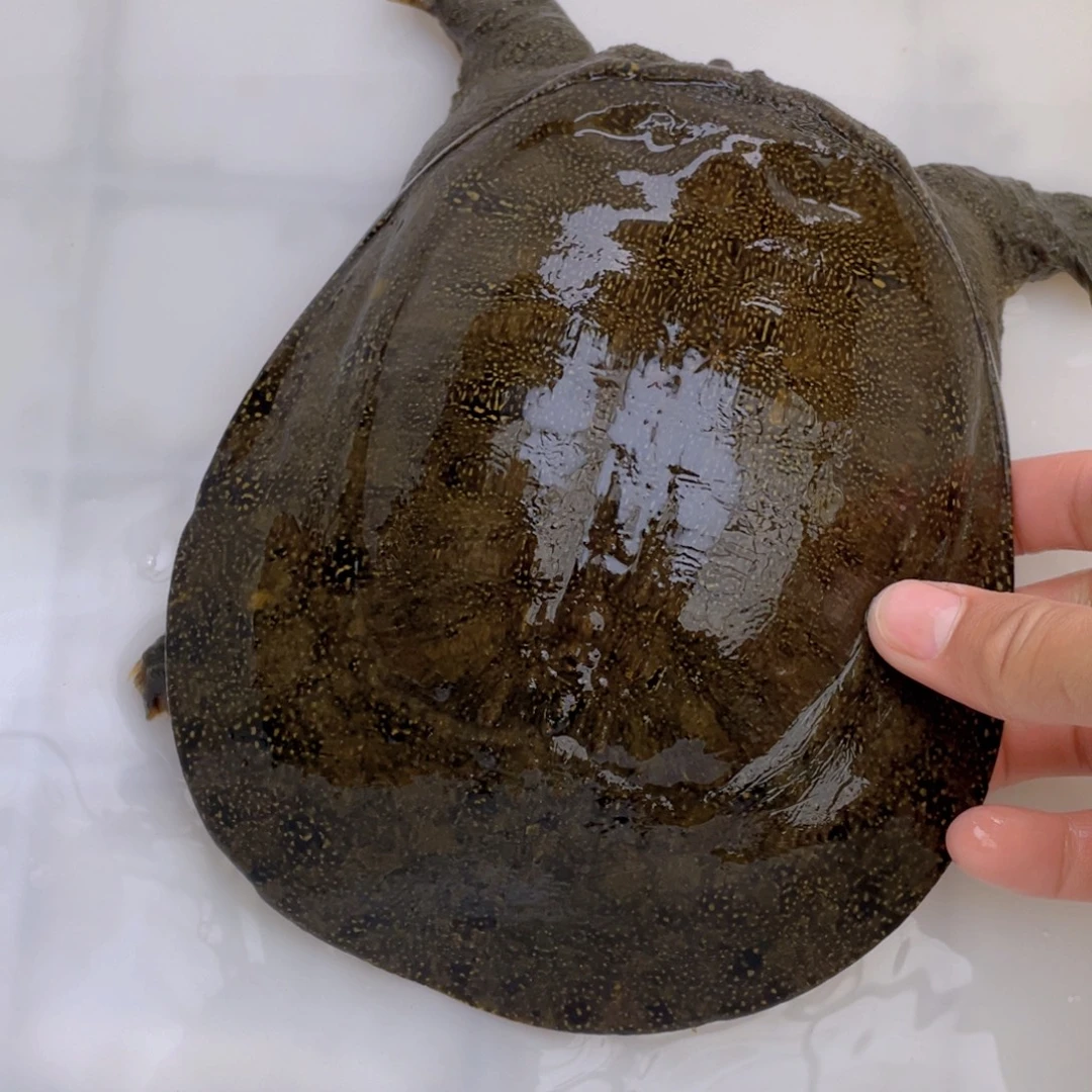 中国大陆野生甲鱼包邮