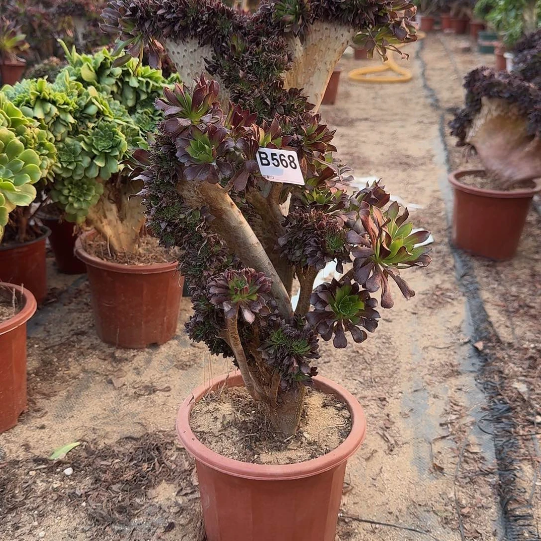 568黑法师一颗呀呀