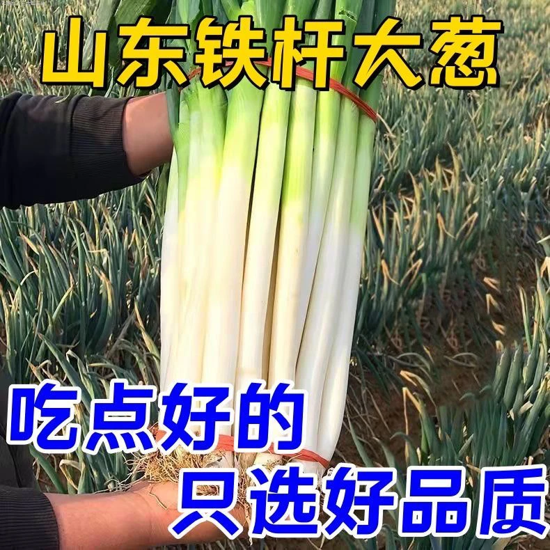 山东新鲜现挖铁杆大葱农家种植甜脆多汁可提味蔬菜