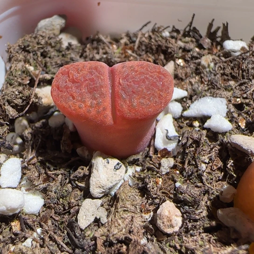 肉锥多肉植物组合-1401蛋糕