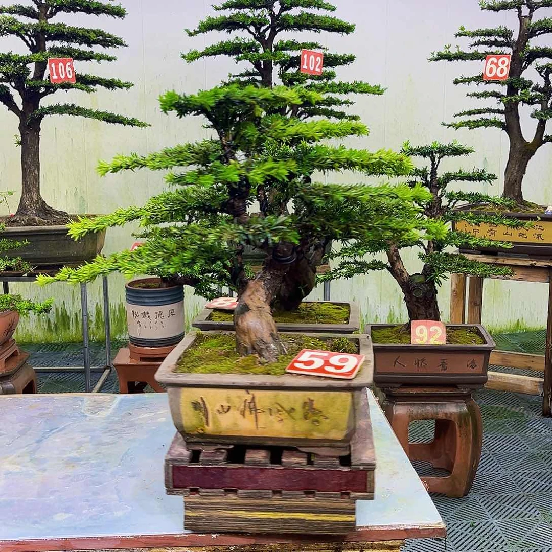 无花朵罗汉松盆景艺术作品