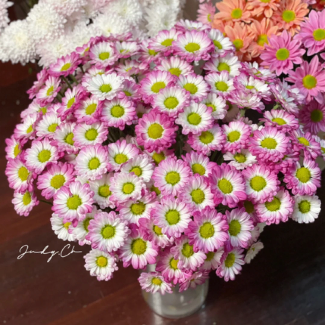 【草莓酱】小菊家用鲜花/花束  云南鲜花基地直发