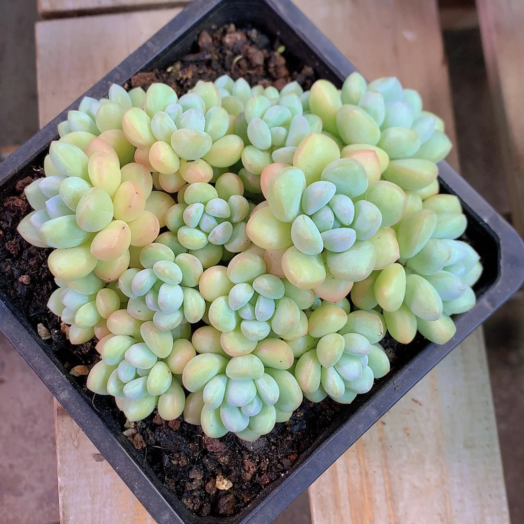 泡泡糖多肉一物一拍