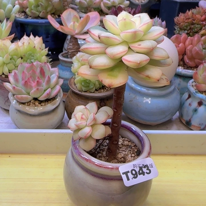 t943 一物一拍带盆发