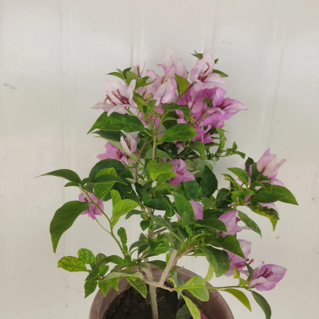 原生雪紫三角梅袋苗原盆原土勤花四季开花适合阳台庭院种植易养