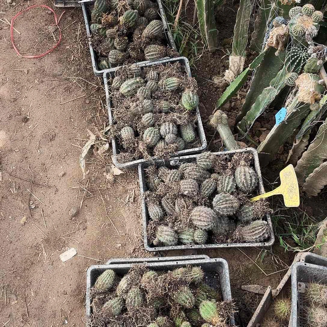 带根10品瑕疵瘦仙人球