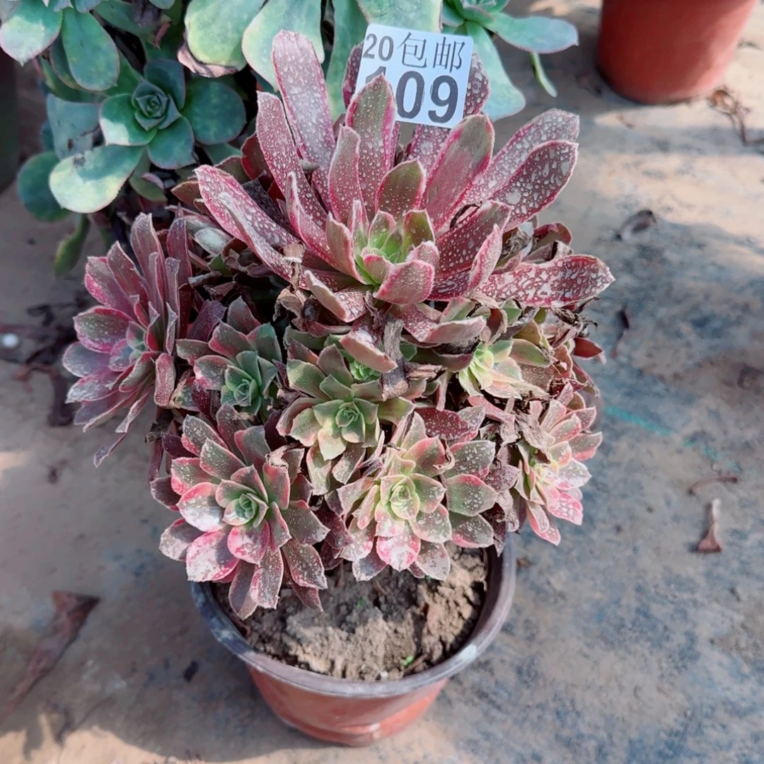 蒙娜丽莎109满20包邮断枝不包