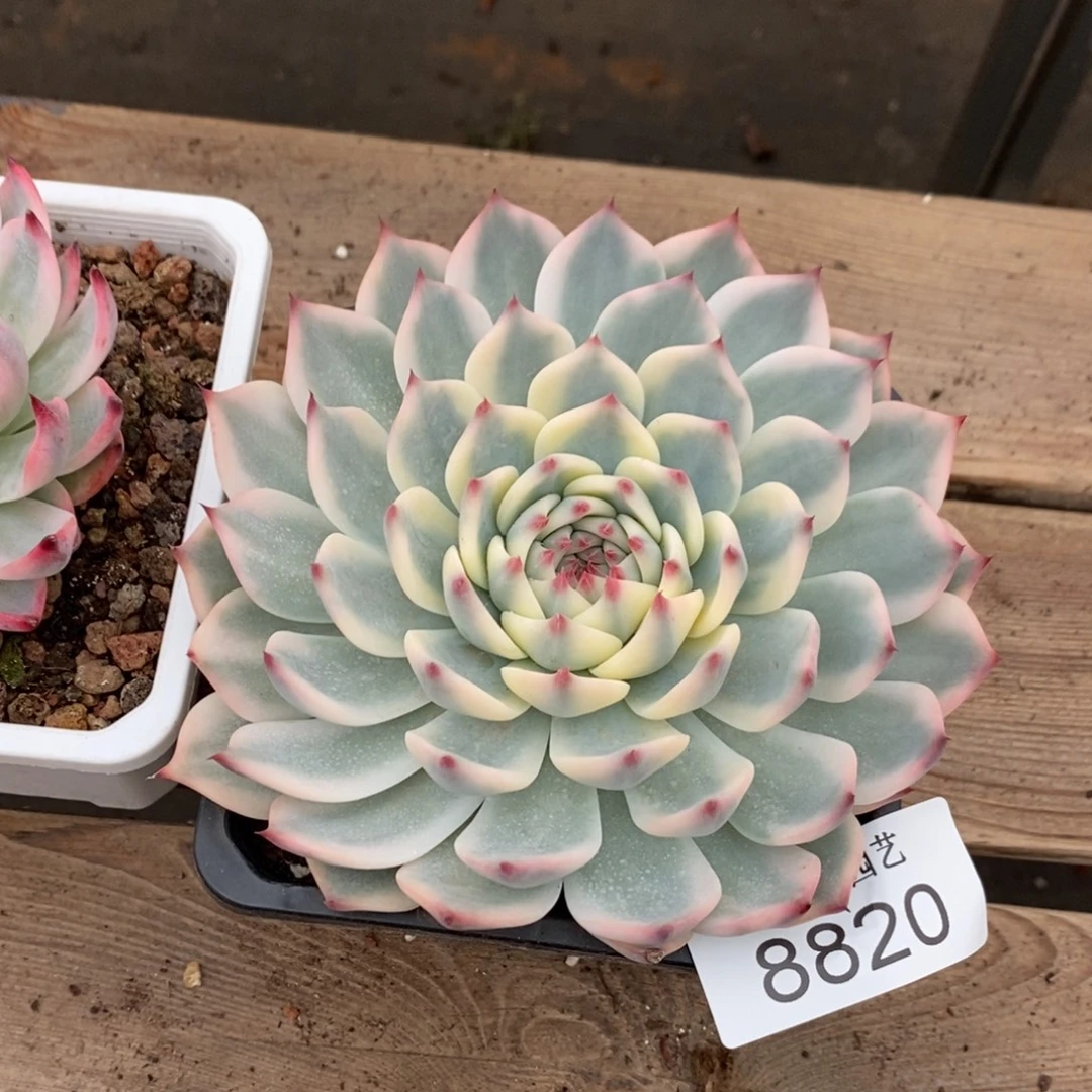 吉娃娃多肉植物8820