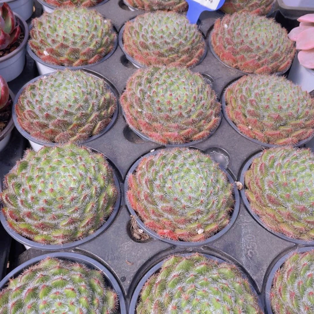 量拍114号 黄晶果母本大单头一个