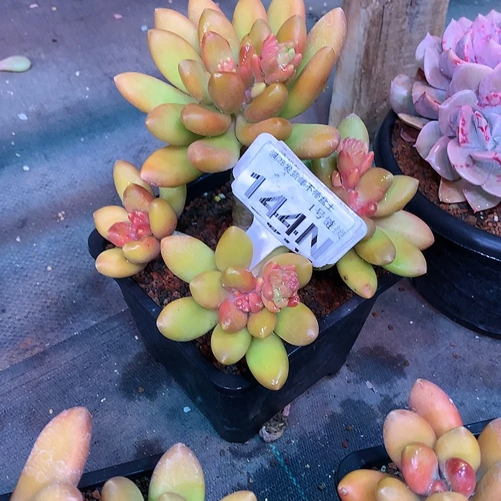 ✨****?144N芒果奶奶和我的