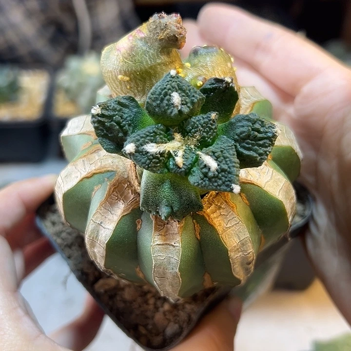 51号龟甲牡丹石化6.5公分