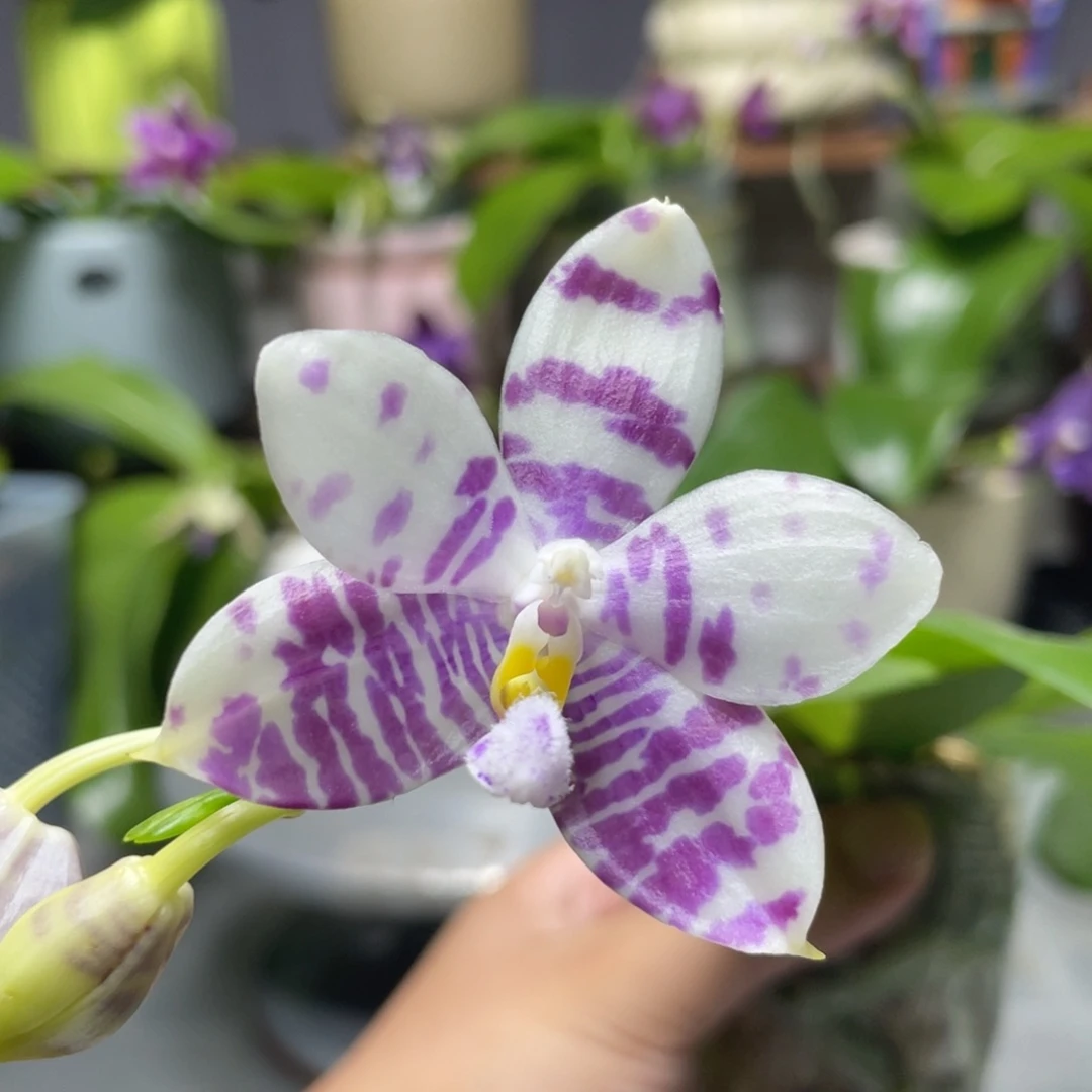 完全开放咖啡盾交蓝孔雀，元旦炸