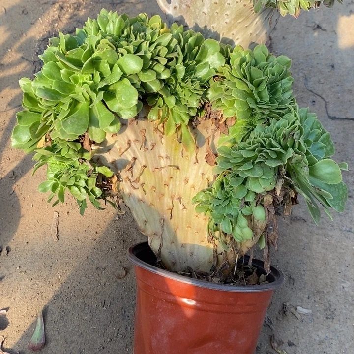 绿羊绒缀12多肉植物法师法师