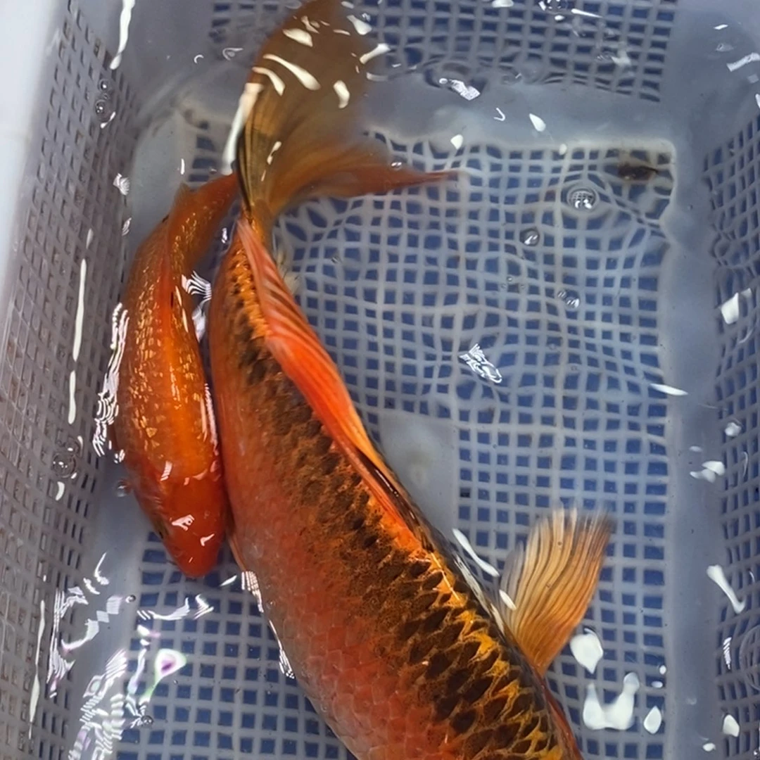锦鲤冷水锦鲤包邮